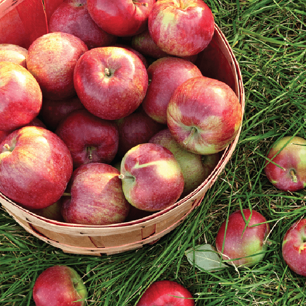 Best Apple Picking Orchards in Pennsylvania