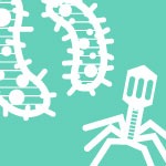 Do I Need an Antibiotic? Bacterial vs. Viral Infections